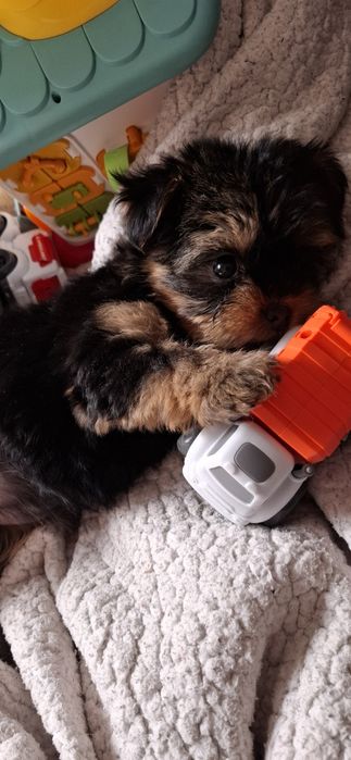 Йоркширский терьер щенки с документами