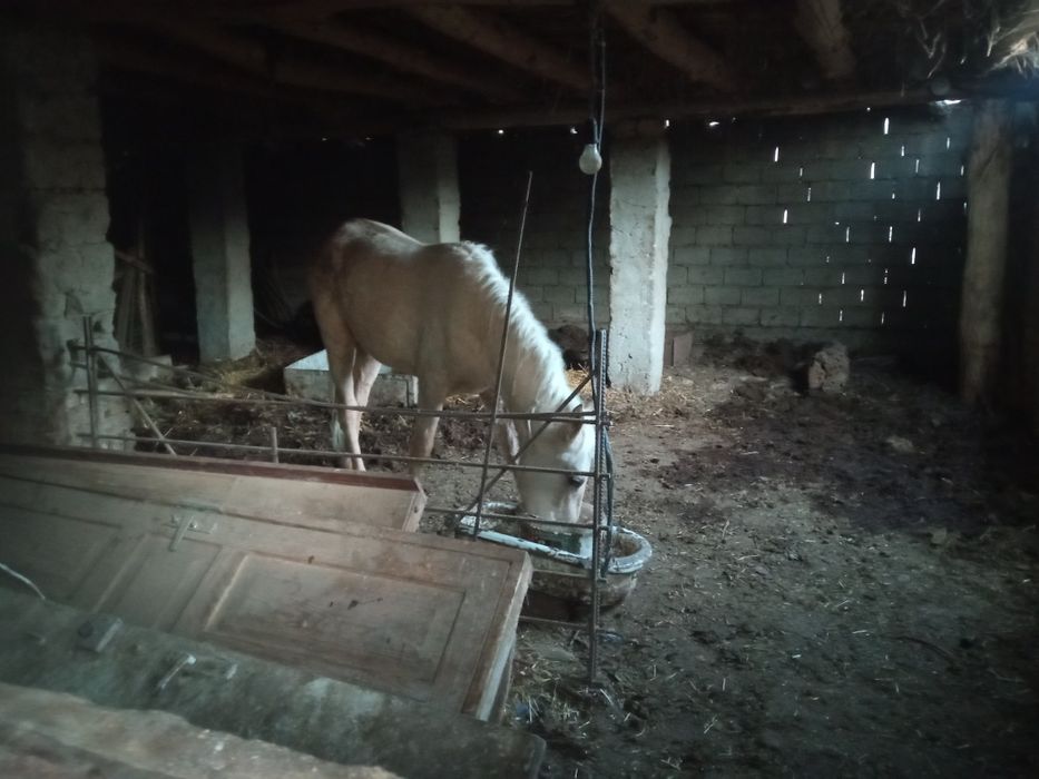 От сотилади еб ичишлари яхши соглом