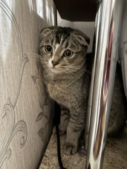 Кошка шотландский вислоухий
