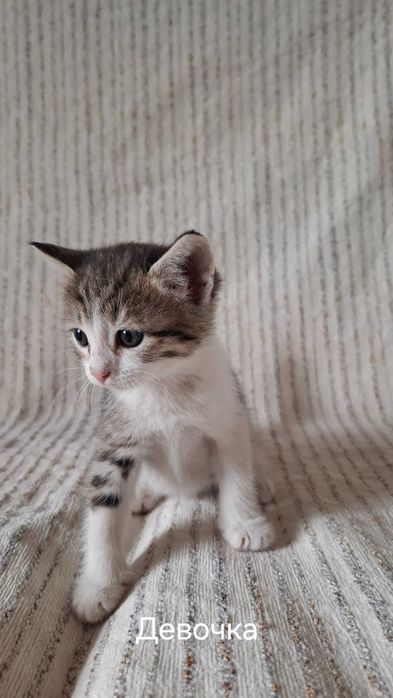 Отдам котят в добрые руки.
