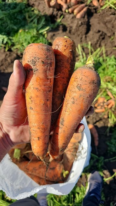 Продам морковь оптом