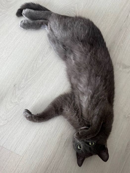 Отдаем котенка/кота