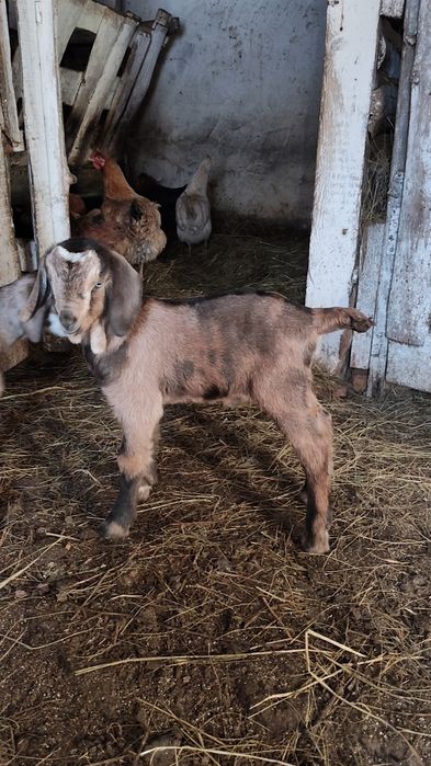 Продам породистого козлика