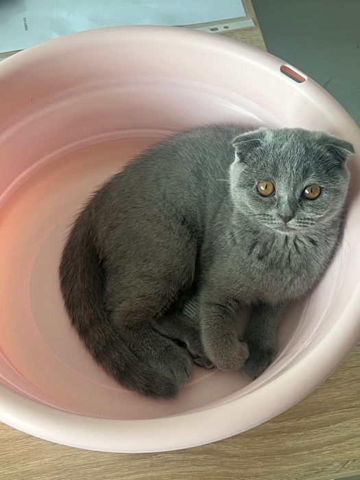 Британско късокосместо коте
