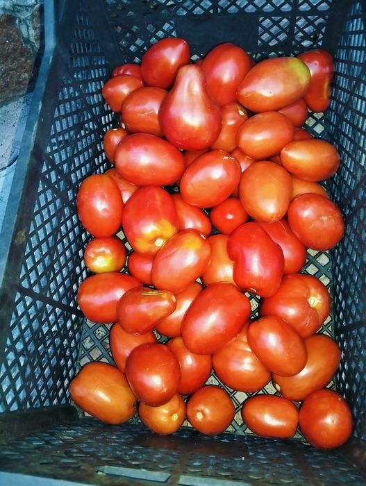 Продам помидоры  домашние
