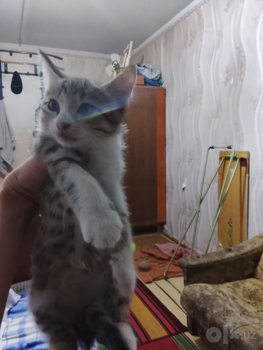 Отдам даром котят