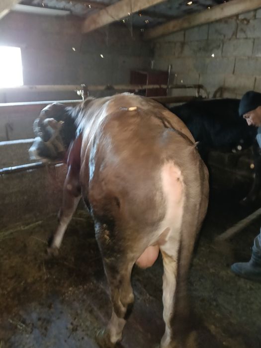 Бұқа сатылады 7 ай байланған