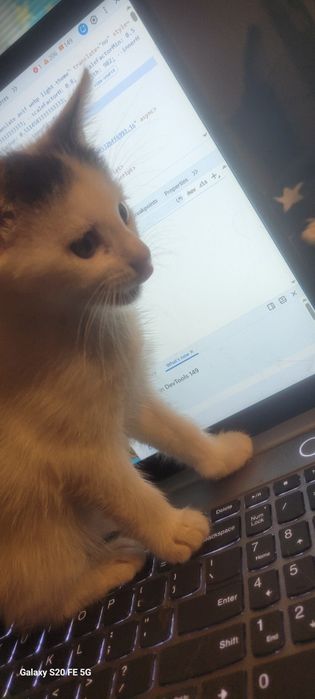 Ofer spre adoptie 4 pui pisica de 8 saptamini!