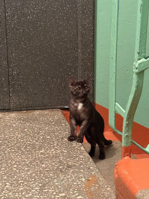 Котенок, черненькая девочка