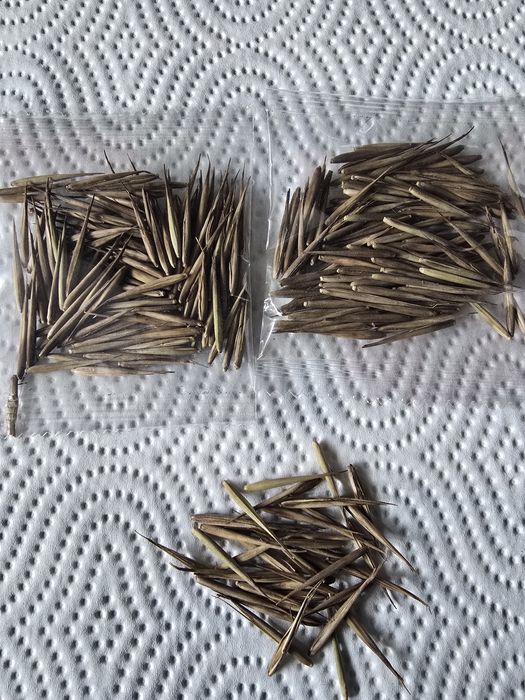 Семена бамбука Мосо.