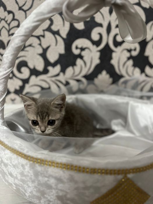 Котенок чистокровный