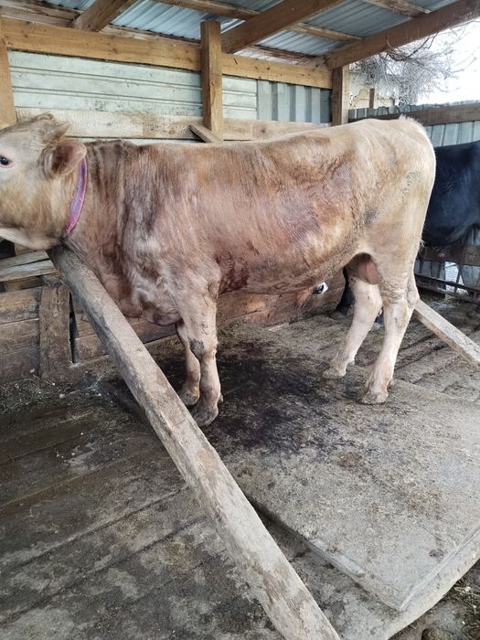 Бычки в хорошем состоянии