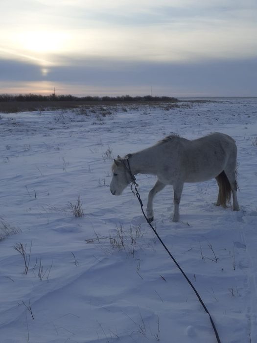Продам жеребую кобылу