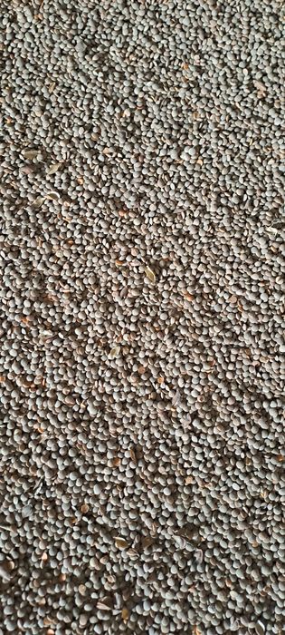 Продам чечевицу красную