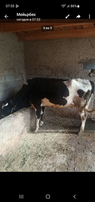 Сигир она боласи эркак