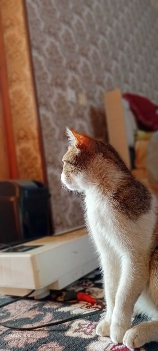 Uy mushugu toza ozoda