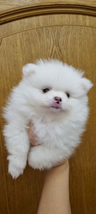 Девочка Шпиц Немецкий