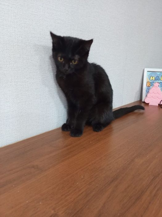 Отдам 2 очаровательных кошечек