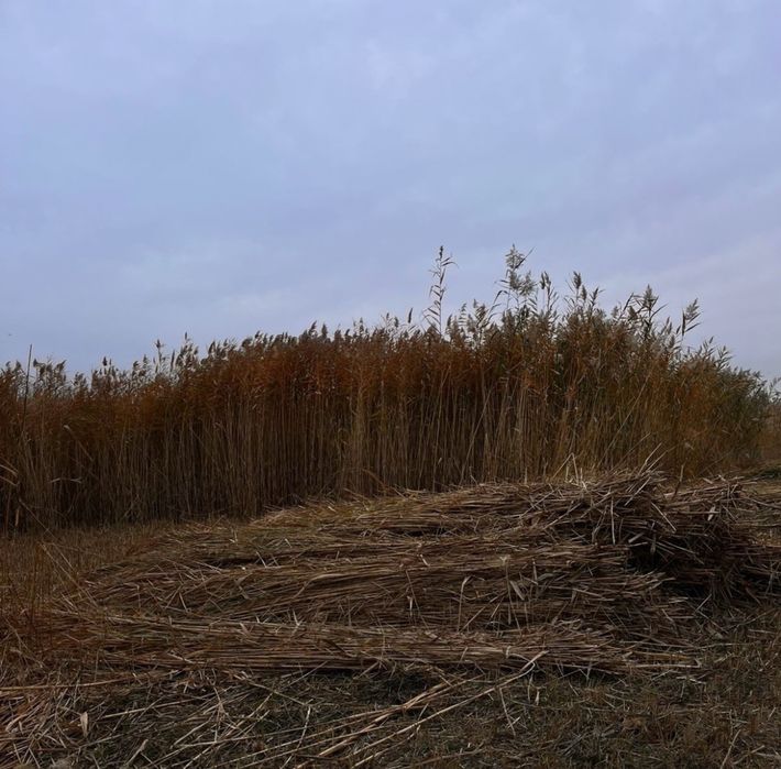 Қамшы Қамыс бар сатылады 250 тг