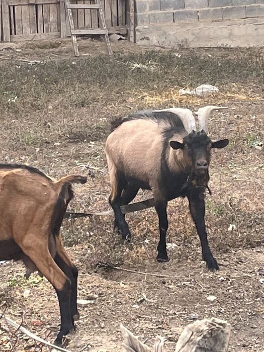 Теке альпински парода