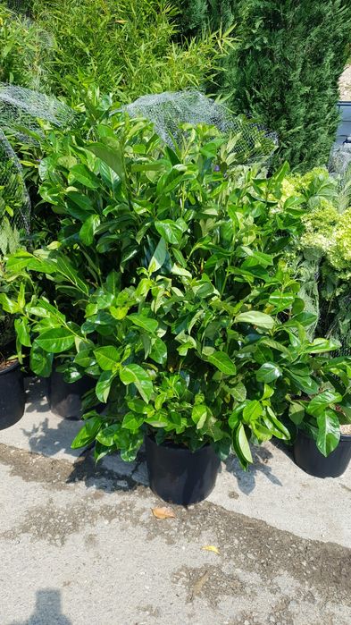 Leandru. lămâi. mandarin. hortensia  palmieri