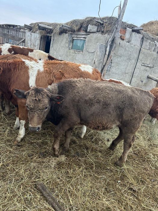 Продам или обмен