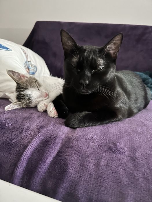 Cat Sitter Militari Residence – Găzduire & Vizite la Domiciliu