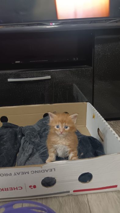 Мейкун котята мейн кун.