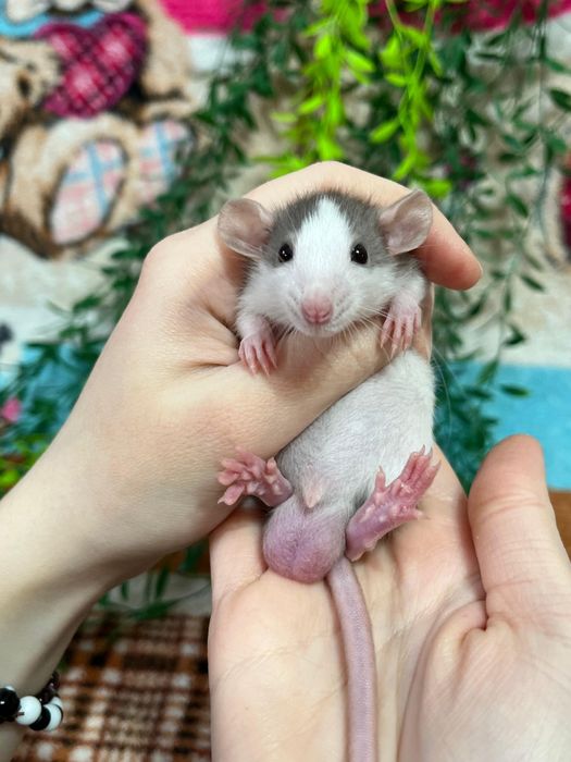 Крысы малыши (крысята,крыса)