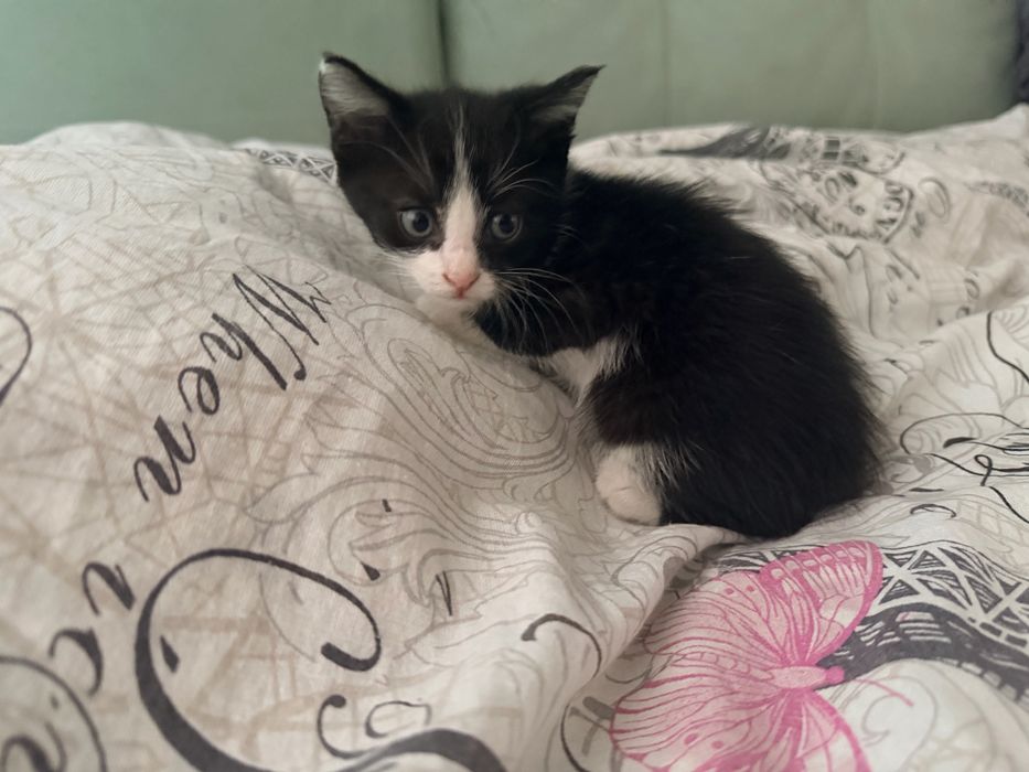 Отдам красивых котят