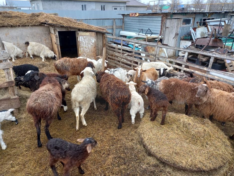 Қой ешкілер сатылады