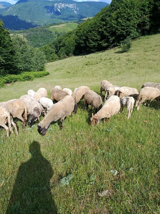 Vând oi ,capre și iezi !