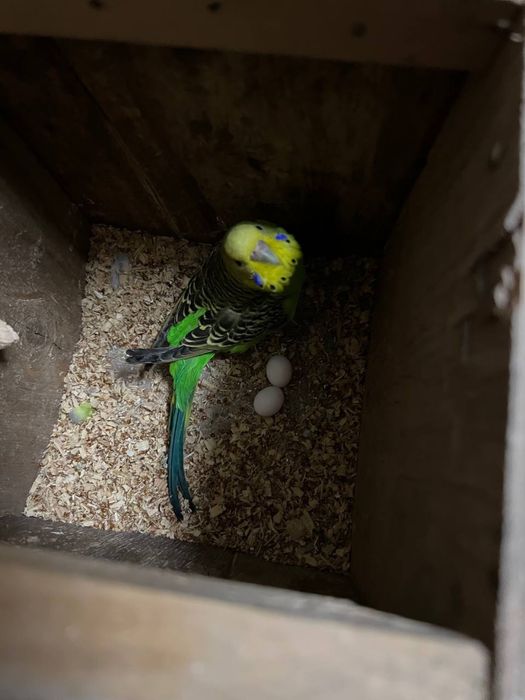 valnistila sotiladi tayyor parla