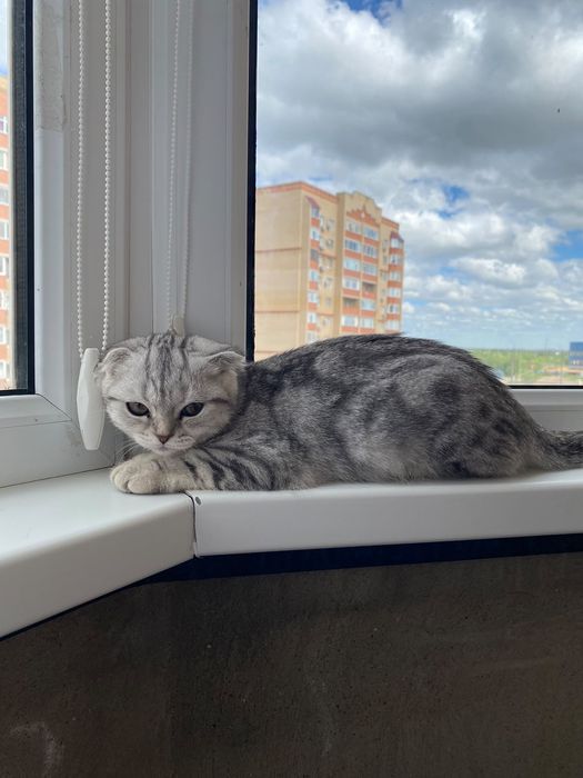 Шотландский кошки