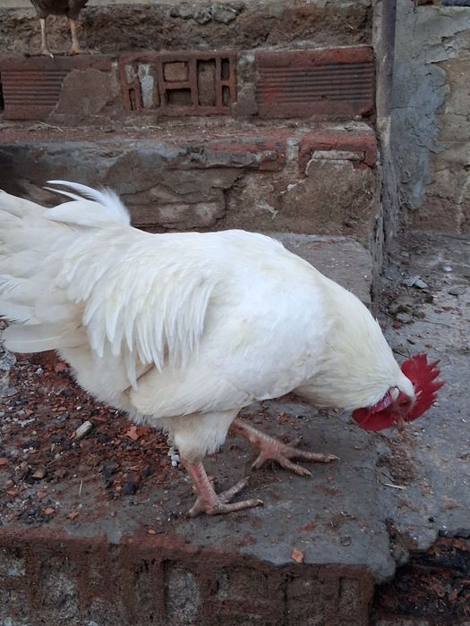 Продавам петли на 8-9 месеца