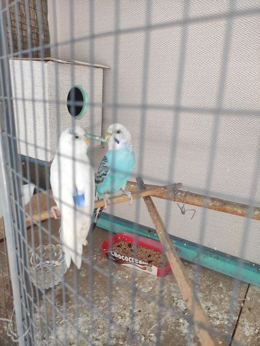 Toti qushlar katagi bilan sotiladi