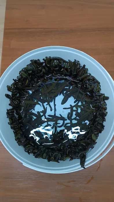 Продам пиявки Россия от 550 тенгетенге.