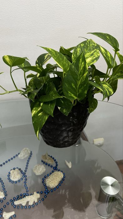 Сцимдаптус продается