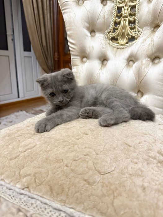 Скоттиш 3месяц, пародистый