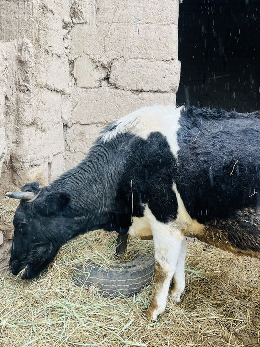 Сиыр сатылады бағасы : 600.000тг