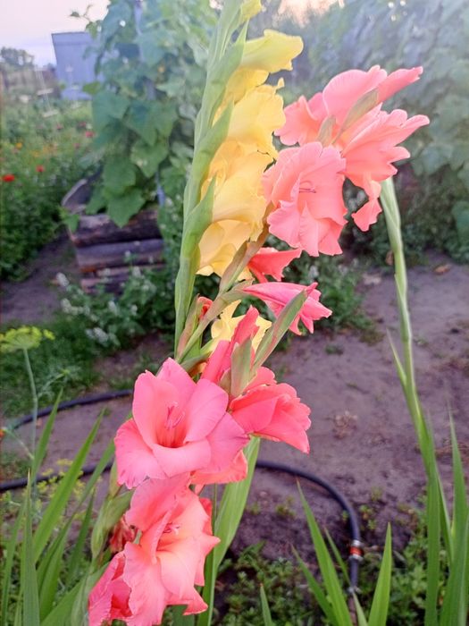 Гладиолус луковицы