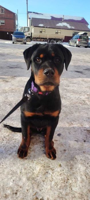 Ротвейлер подрощенный щенок