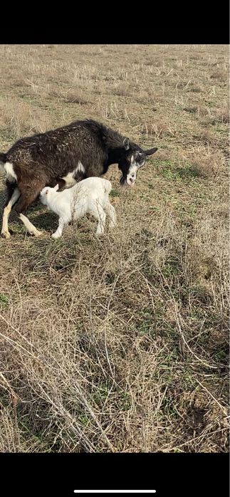 Ешкі мен козылар