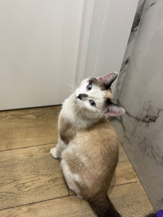 Отдам котика в добрые руки