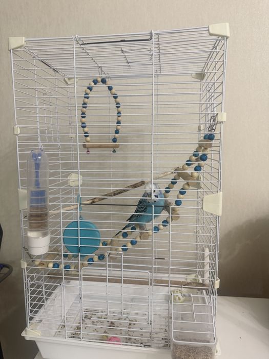 Продам попугая волнистого