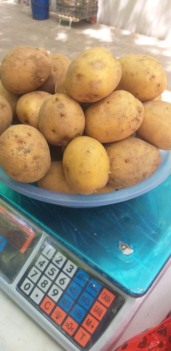 Картофель домашний
