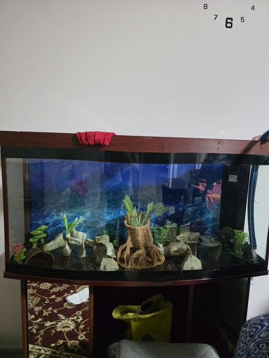 Akvarium sotiladi 250 litr ideal