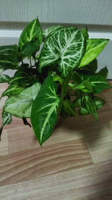 Комнатные цветы продам