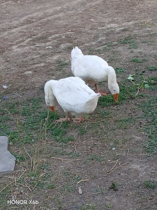 Курдючные бараны, семья и пара гусей.