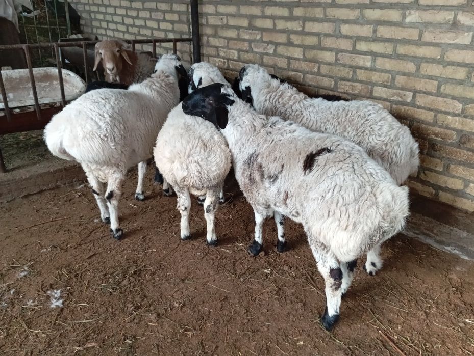 Коракулок кучкорлар сотилади